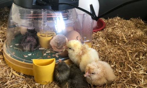 St Edmund's Catholic Primary School - Hatching Chicks!